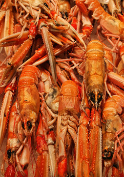 Langoustines