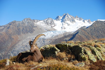 bouquetin des alpes