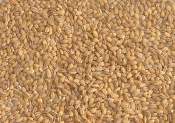 Peeled barley background