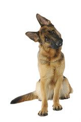 berger allemand assis de face tournant la tête pour plaire