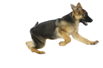 jeune berger allemand gambadant avec plaisir et gaieté