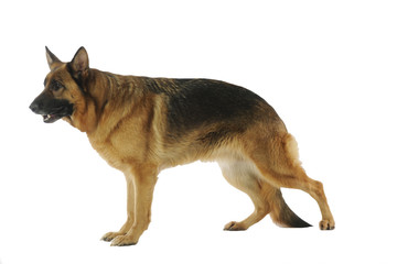 berger allemand majestueux de profil en studio sur fond blanc