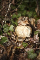 skull laying in the brush in a forest