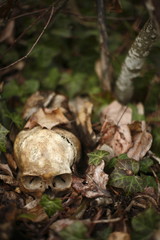 skull laying in the brush in a forest
