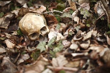 skull laying in the brush in a forest