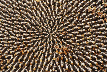 Seeds in Dried Sunflower Head