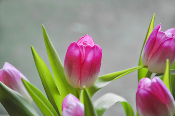 Tulpen auf grauem Hintergrund