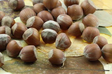 noisettes sur feuilles d'automne