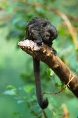 Goeldi's monkey (lat. Callimico goeldii)