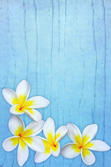 Obraz premium Frangipani on Blue