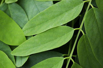 Green Leaf Background