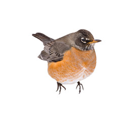 Puffed Up Robin - Isolated