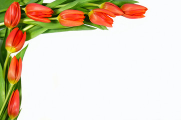 Tulip- frame 2