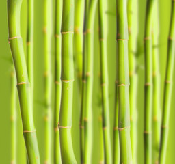 Fototapeta na wymiar Green bamboo
