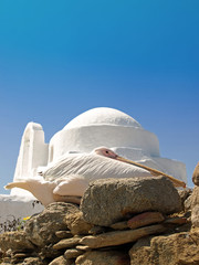 Pelican on Mykonos