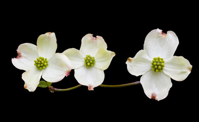 Dogwood with Clipping Path