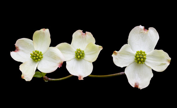 Fototapeta Dogwood with Clipping Path