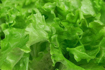 lettuce