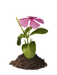 Pink flower in mount of Earth