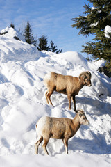 Naklejka premium Mountain goats