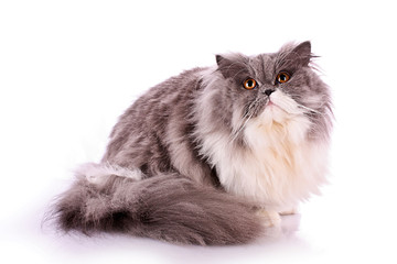 Bicolor persian cat isolated on white