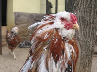 Motley cock