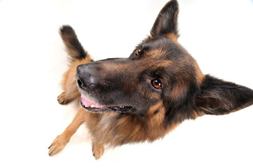 funny dog on the white background wide angle