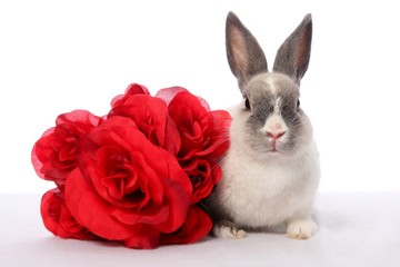 Bunny Rabbit and Roses