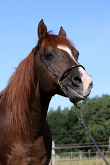 Fototapeta premium Araber