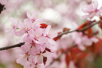 Spring sakura