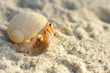 Hermit Crab on a beach