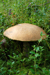 Brown cap mushroom