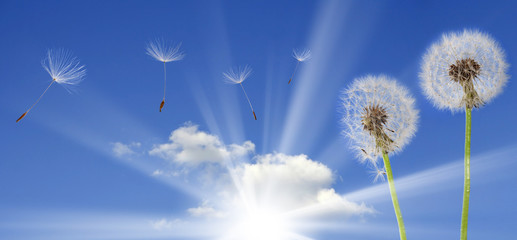 dandelions on blue sky