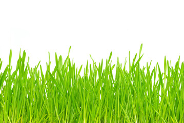 Fototapeta premium green grass