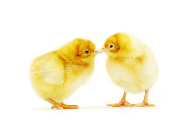 little chickens