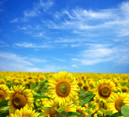 sunflower field