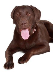 brown labrador dog