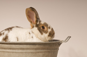 Hase im Bottich