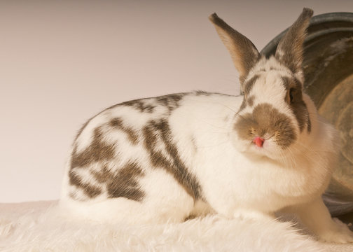 Kaninchen zeigt die Zunge