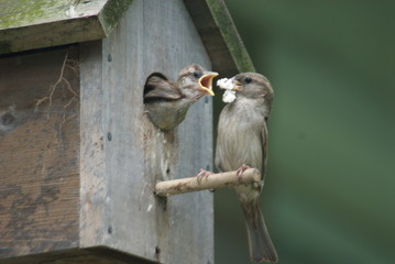 mother bird feeding young