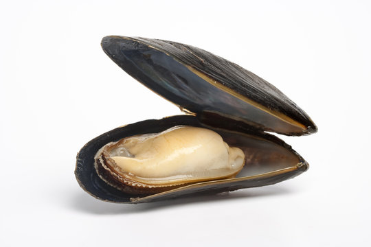 One single open mussel on white background