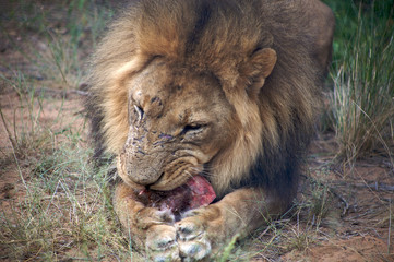 Detail of a lion in a Safari in Botswana