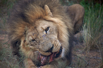 Detail of a lion in a Safari in Botswana
