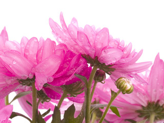 Obraz premium Chrysanthemum