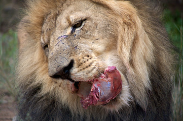 Detail of a lion in a Safari in Botswana