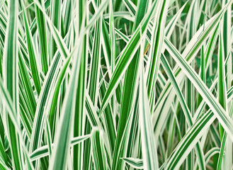 the Carex Variegata grass