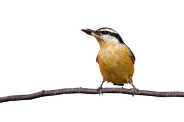 red-breasted nuthatch holds a sunflower seed while perched on a