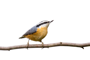 red-breasted nuthatch perched on a branch in search of food
