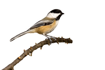 black-capped chickadee perched on a branch prepares for flight