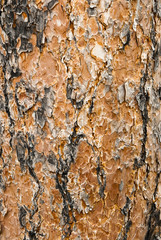 Ponderosa Pine Bark